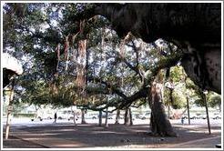 Banyan Tree, Lahaina, Maui.