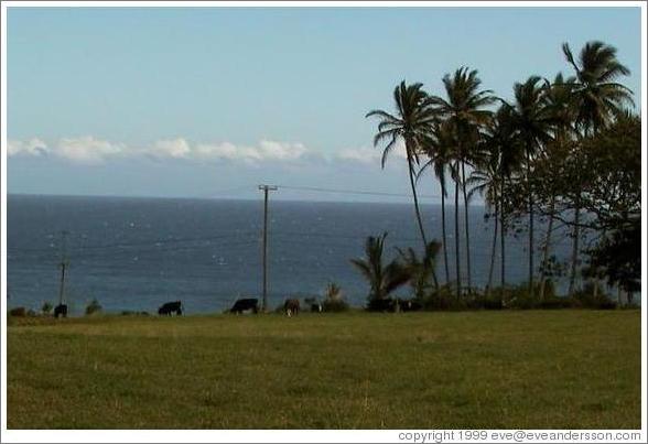 Cows grazing. Road to Hana, Maui. 