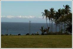 Cows grazing. Road to Hana, Maui. 