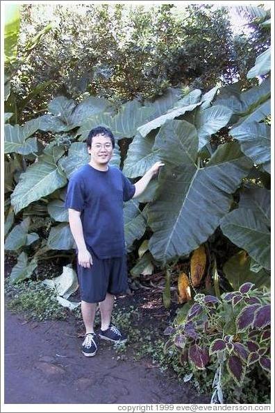 Jin demonstrates the immensity of the plant's leaves. Road to Hana (near Twin Falls), Maui.