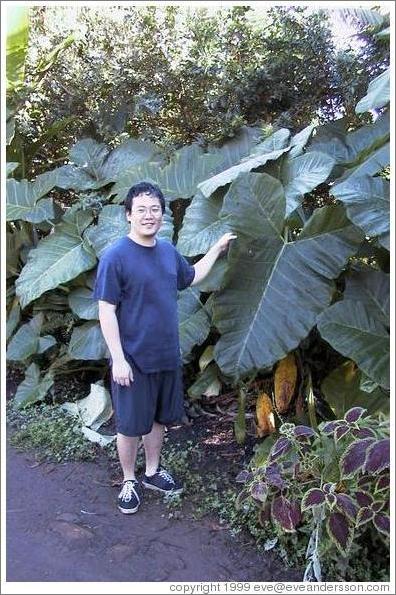 Jin demonstrates the immensity of the plant's leaves. Road to Hana (near Twin Falls), Maui. 