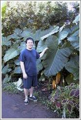 Jin demonstrates the immensity of the plant's leaves. Road to Hana (near Twin Falls), Maui. 