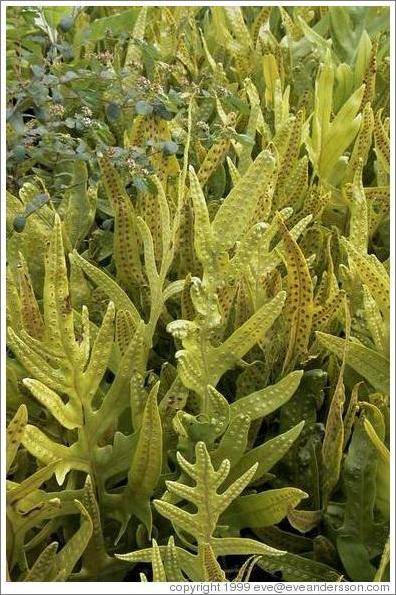 Nice plants. Maui.