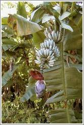 Nice plant, kind of banana-like. Maui. 