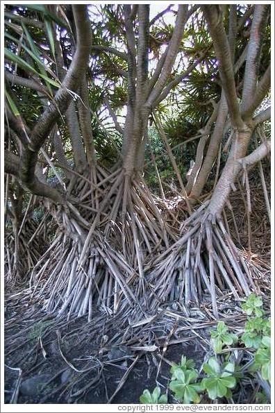 Nice plant. Maui.