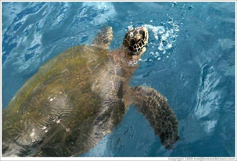 Turtle near Molokini.