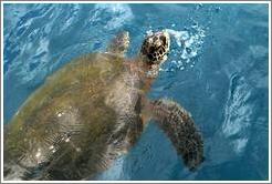 Turtle near Molokini.