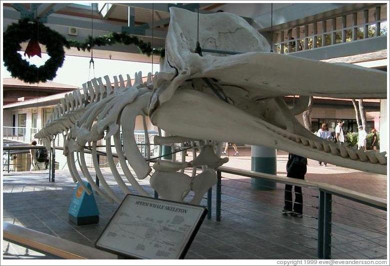 sperm whale cartoon. (Sperm whale skeleton, Lahaina