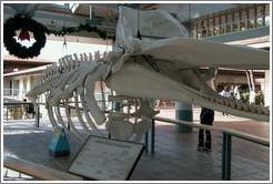 Sperm whale skeleton, Lahaina.