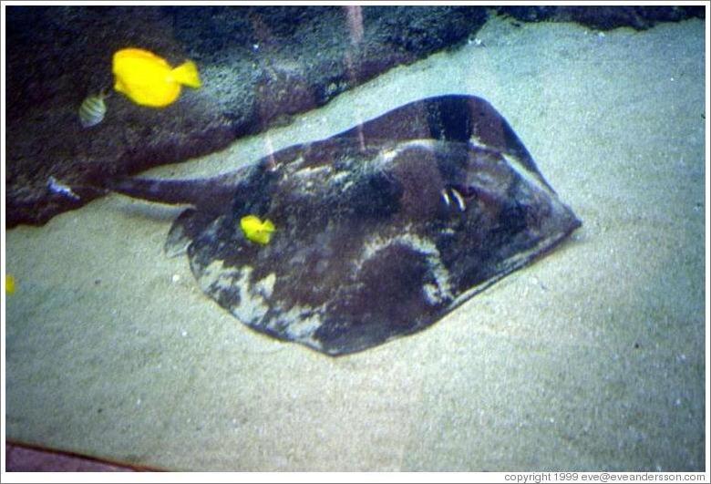 Stingray at the Maui Ocean Center