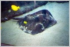 Stingray at the Maui Ocean Center.