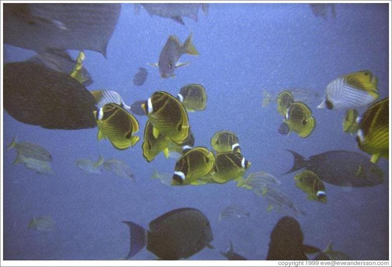 Fish. Molokini.