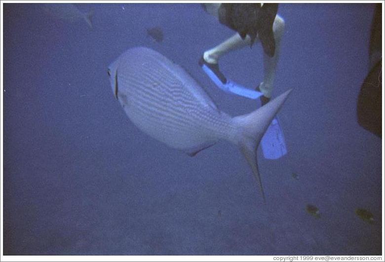 Fish.  Molokini.