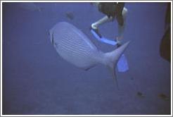 Fish.  Molokini.