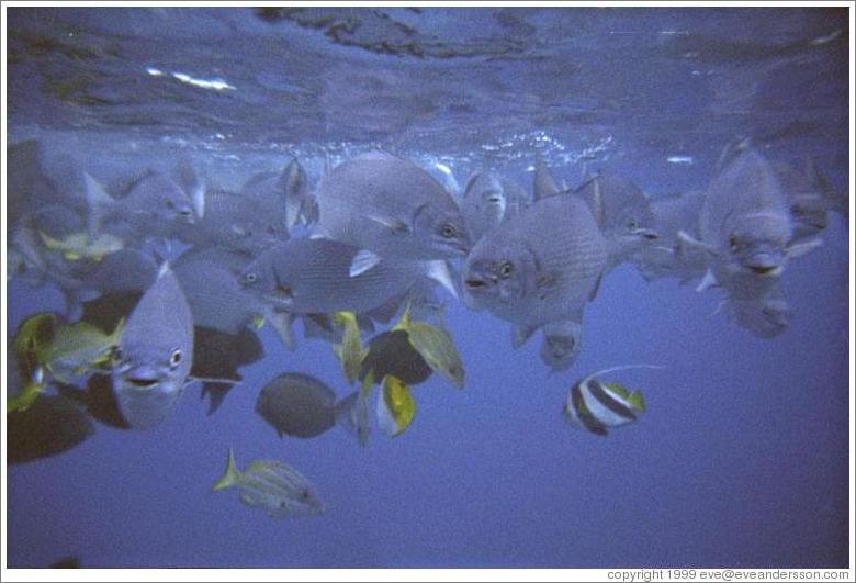 Fish. Molokini.