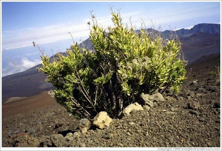 One of the few plants at the top of Haleakala.