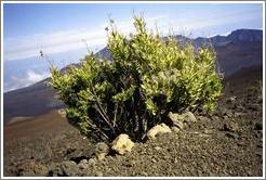 One of the few plants at the top of Haleakala.
