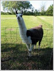 Evergreen Plantation.  Pet llama.