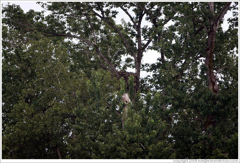 Bald Eagle nest on the Willamette River. (Photo ID 12368portland)