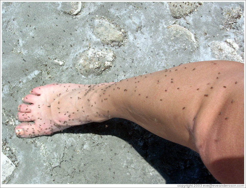 Antelope Island beach.  Flies on leg.