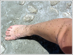Antelope Island beach.  Flies on leg.