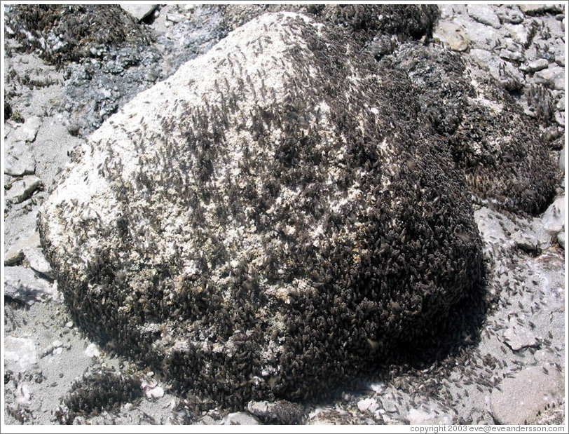 Antelope Island beach.  Flies on rock.