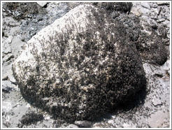 Antelope Island beach.  Flies on rock.