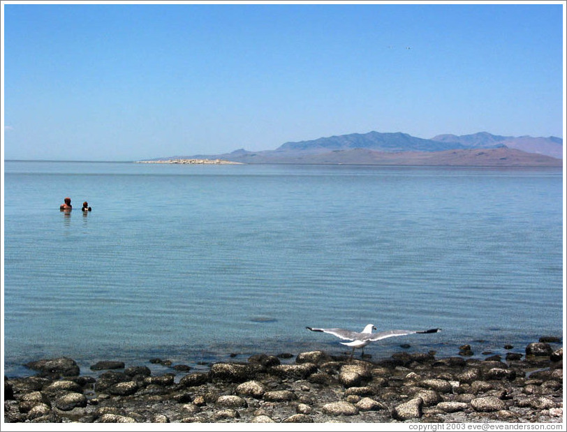 Antelope Island beach. Swimmers, seagull, and flies.