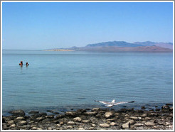 Antelope Island beach. Swimmers, seagull, and flies.