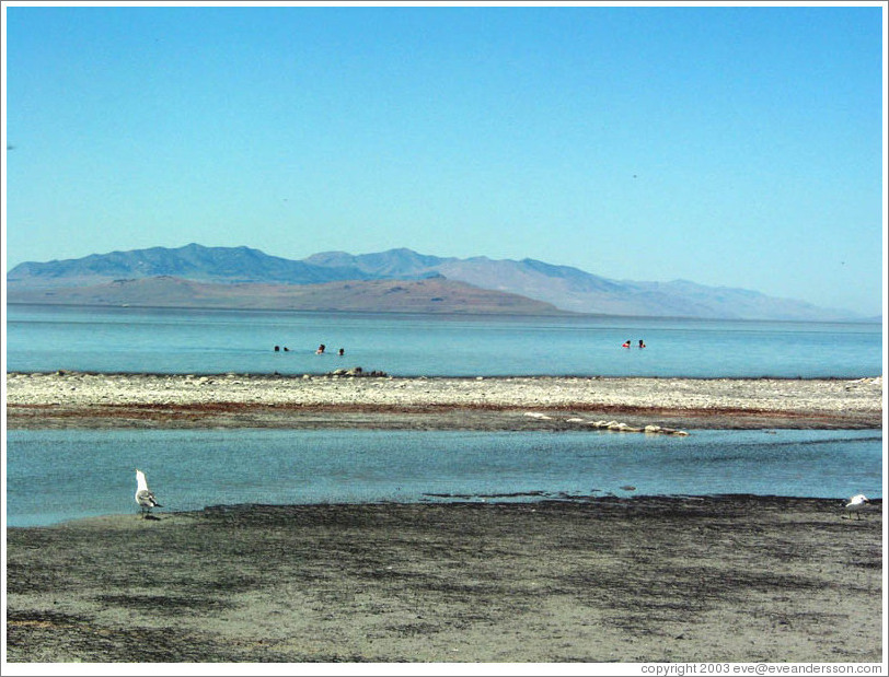 Antelope Island beach.  Swimmers and flies.