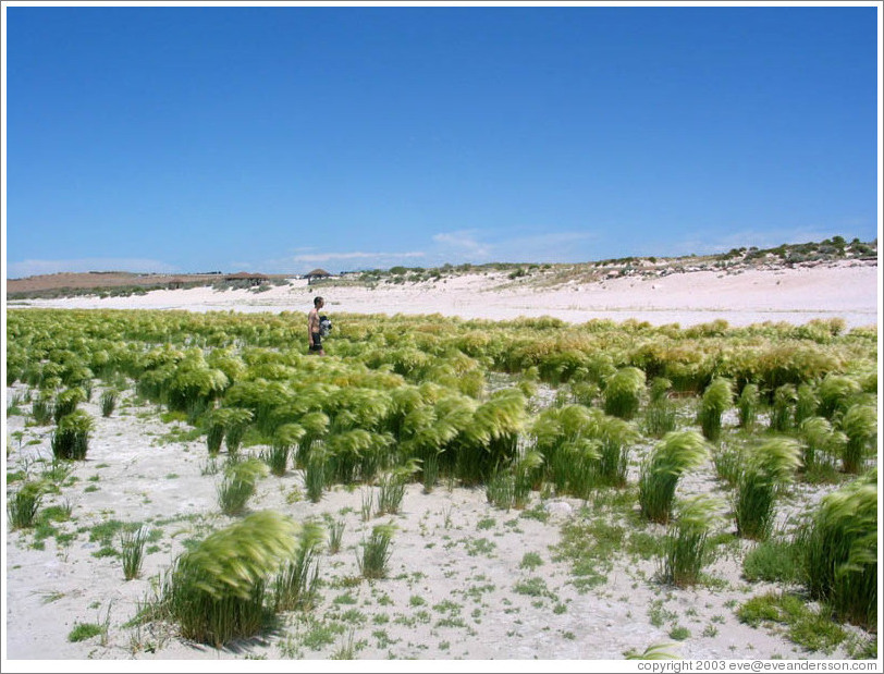Antelope Island.  Tall grasses on beach.