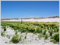 Antelope Island.  Tall grasses on beach.