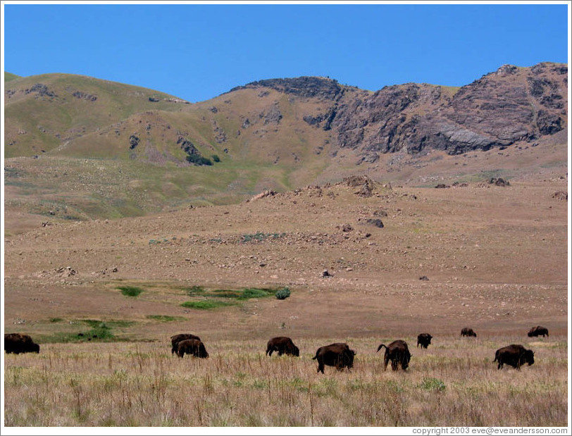 Buffaloes on Antelope Island.