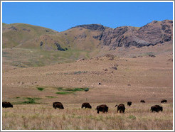 Buffaloes on Antelope Island.