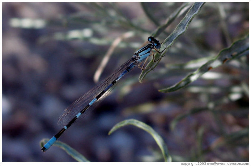 Dragonfly on Antelope Island.
