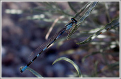 Dragonfly on Antelope Island.