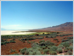 Shrubby terrain of Antelope Island.