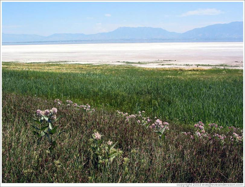 Grassy terrain of Antelope Island.