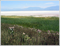 Grassy terrain of Antelope Island.