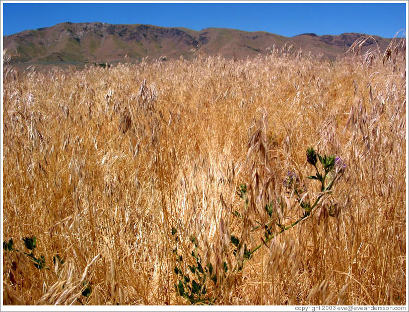 Dry, grassy terrain of Antelope Island.