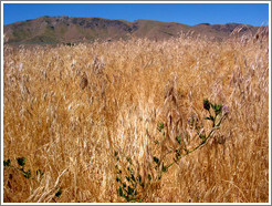 Dry, grassy terrain of Antelope Island.