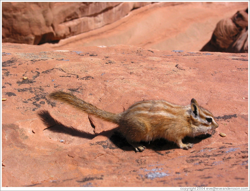 Chipmunk near Delicate Arch.