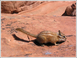 Chipmunk near Delicate Arch.