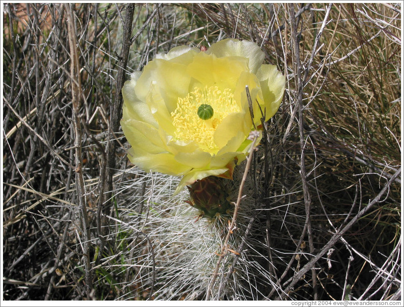 Flowering cactus.  Trail to Delicate Arch.