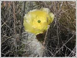 Flowering cactus.  Trail to Delicate Arch.