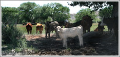 Baby white cow near Capitol Reef.