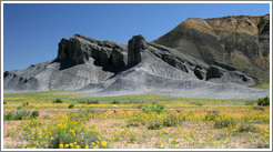 Black rock with yellow flowers near Capitol Reef.