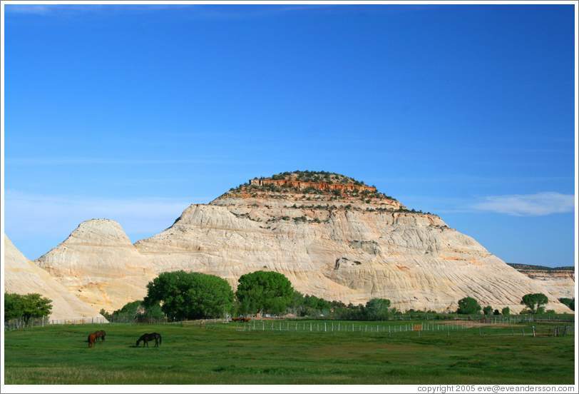 Horses in front of petrified sand dune.