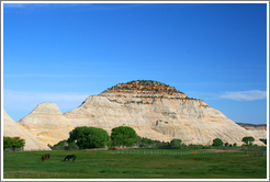 Horses in front of petrified sand dune.