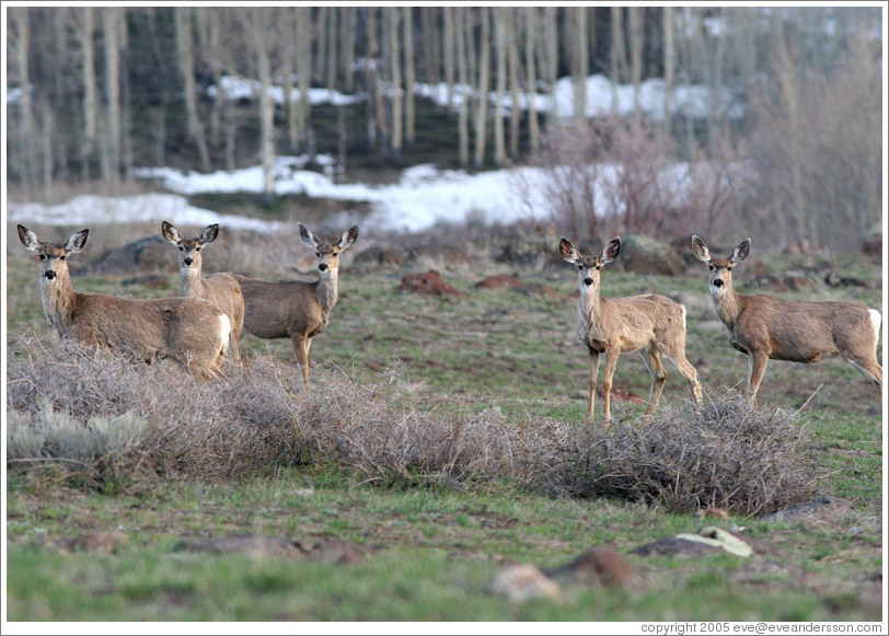 Five deer.